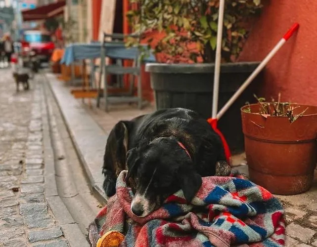 Balat Historical House *